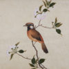 Set of five Chinese School paintings of birds, butterflies and insects, 19th Century
