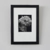 Set of six black and white photographic prints of flowers by Juanita Kerman