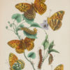 Set of twelve framed prints from William Forsell Kirby’s (1759-1850) European Butterflies and Moths of the United Kingdom, c. 1900